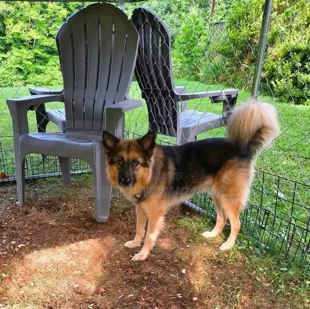 Purebred German Shepherd - Male, 1+ Year Old - 1