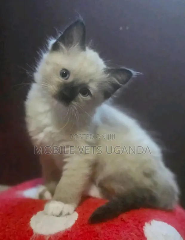 Female Purebred Ragdoll Kitten (1-3 Months) - 1