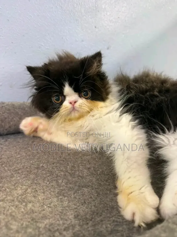 Female Purebred Persian Kitten (1-3 Months) - 1