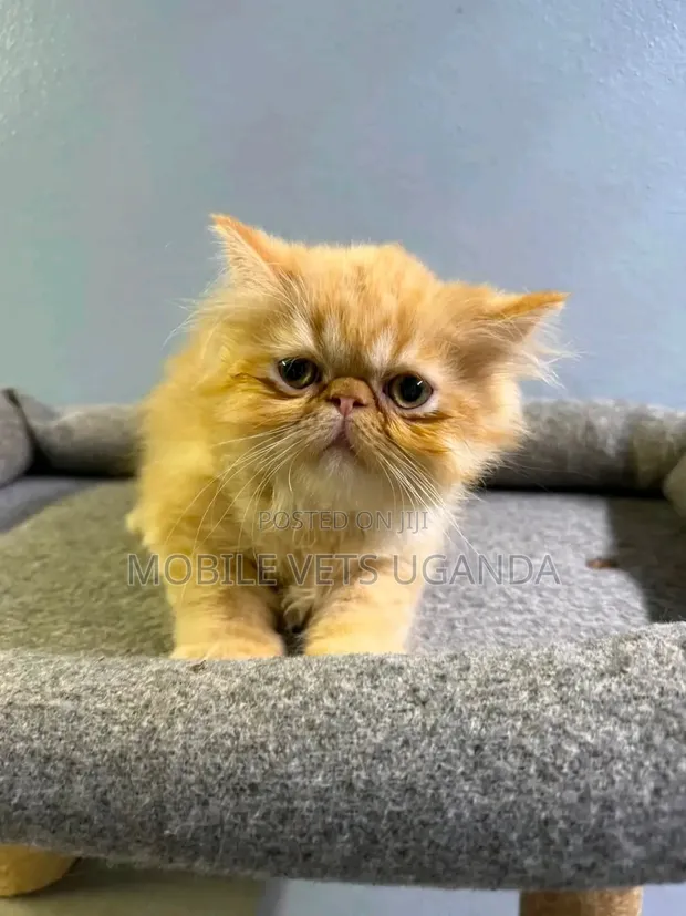 Female Purebred Persian Kitten (1-3 Months) - 1