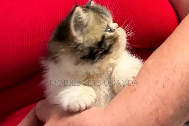 Purebred Persian Kitten - 3-6 Months Female - 1