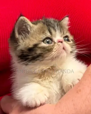 Purebred Persian Kitten - 1-3 Months Old