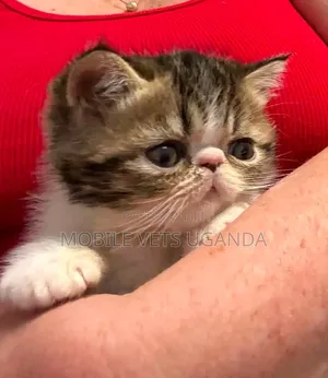 Purebred Persian Kitten - 0-1 Month Male