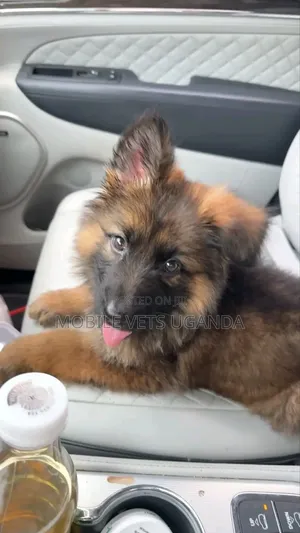 Female Purebred German Shepherd (3-6 Months)