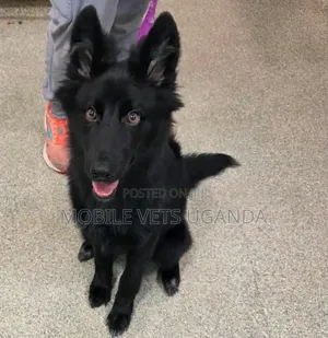 Female Purebred German Shepherd, 6-12 Months