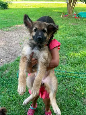 1-3 Month Old Male Purebred German Shepherd Puppy