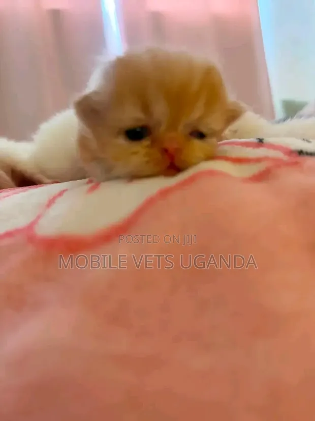 Male American Bobtail Kitten (0-1 Month) - 1