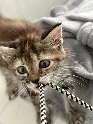 Purebred Bengal Kitten - Female, 0-1 Month
