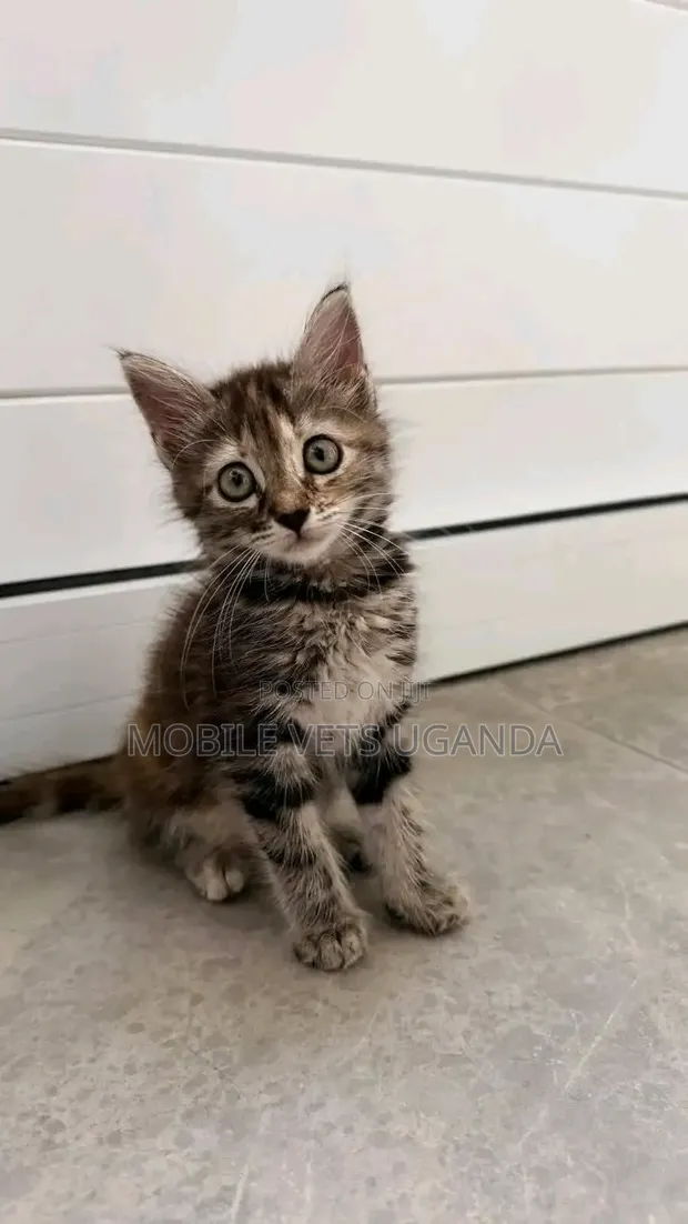 Purebred Abyssinian Kitten - Male, 0-1 Month - 1