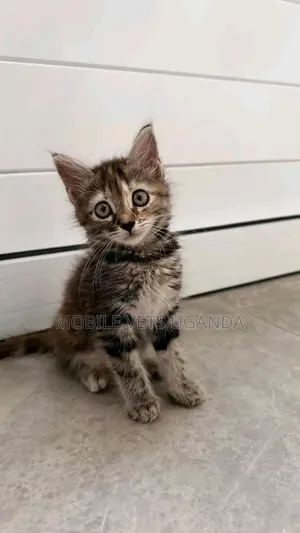 Purebred Abyssinian Kitten - Male, 0-1 Month