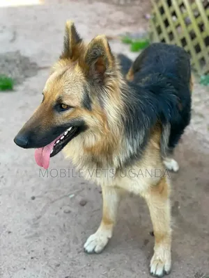 6-12 Month Male Purebred German Shepherd