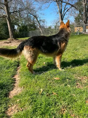 Female Purebred German Shepherd, 6-12 Months