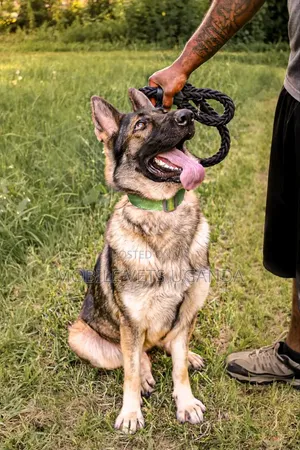 3-6 Month Male Purebred German Shepherd