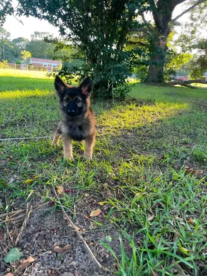 1-3 Month Male Purebred German Shepherd