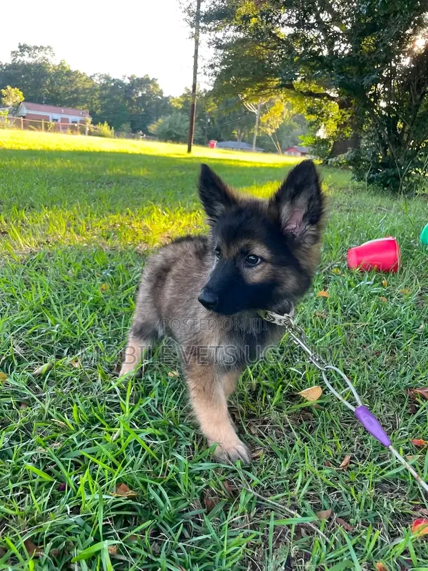 1-3 Month Old Male Purebred German Shepherd Puppy - 1