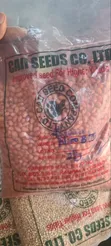 2kg Groundnut Seedlings (Naro B-111) - 3