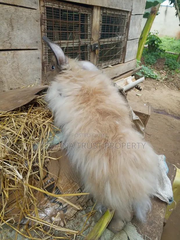 Purebred Giant Rabbits - 1