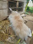 Purebred Giant Rabbits - 1