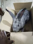 Purebred Giant Rabbits - 2