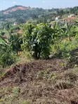 50x100 Plots for Sale Near Akright, Entebbe - 5