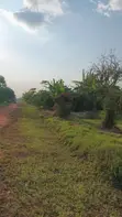 30 Acres Land for Sale - Nazigo (Kayunga-Jinja Road) - 4