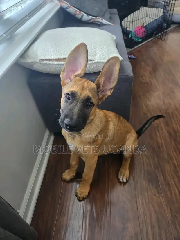 3-6 Month Male Purebred German Shepherd - 1