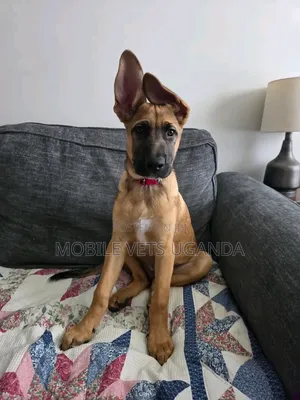 Female Purebred German Shepherd, 3-6 Months