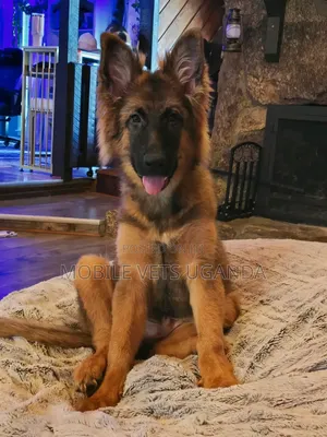 3-6 Month Male Purebred German Shepherd