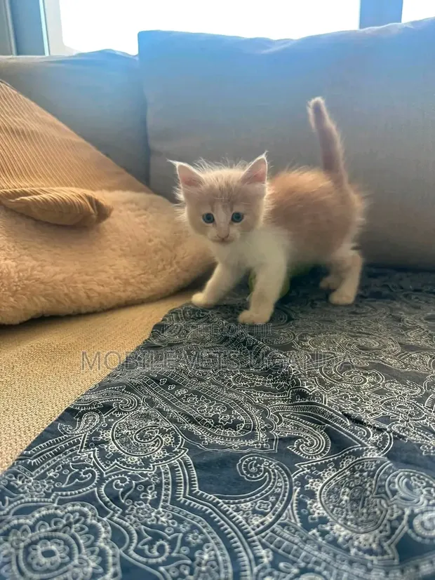 Female Exotic Kitten - 0-1 Month Old - 1
