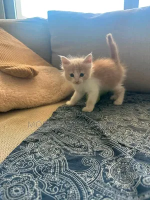Female Exotic Kitten - 0-1 Month Old