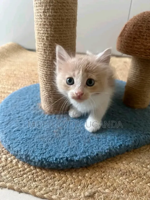 Female Purebred Bombay Kitten, 1-3 Months Old - 1