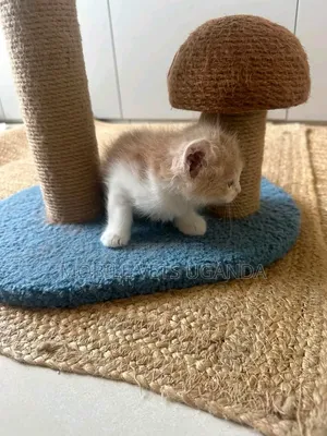 Female Purebred Bombay Kitten, 1-3 Months Old