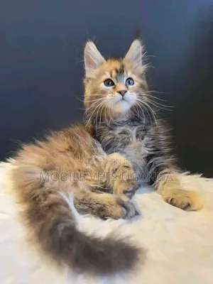 Female Purebred Maine Coon Kitten (1-3 Months)