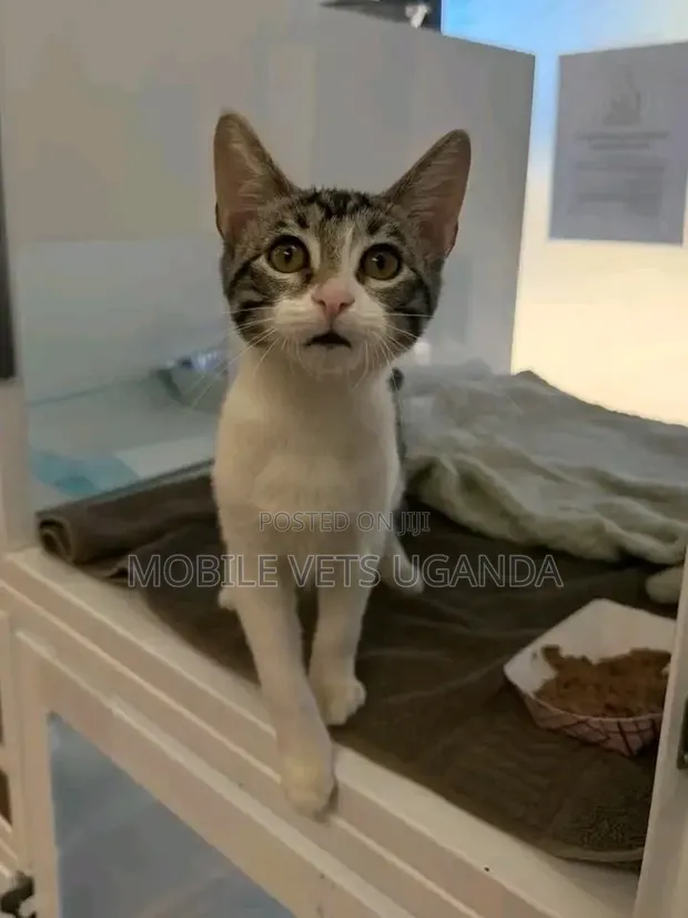 Purebred Bengal Kitten - 1-3 Months Male - 1