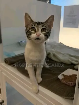 Purebred Bengal Kitten - 1-3 Months Male