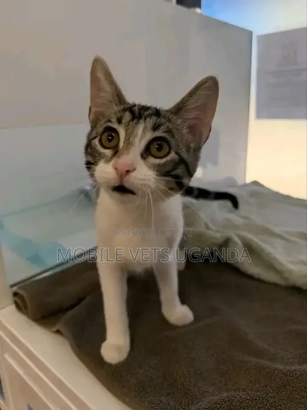 Female American Bobtail Kitten, 1-3 Months - 1