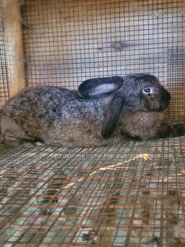 Flemish Giant Rabbit - 1