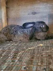 Flemish Giant Rabbit - 1