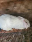 Flemish Giant Rabbit - 2