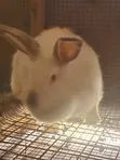 Flemish Giant Rabbit - 3