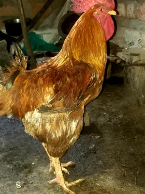 Commercial Chickens - Reddish-Brown Plumage