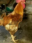 Commercial Chickens - Reddish-Brown Plumage - 1