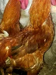 Commercial Chickens - Reddish-Brown Plumage - 2