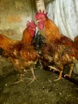 Commercial Chickens - Reddish-Brown Plumage - 3
