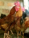 Commercial Chickens - Reddish-Brown Plumage - 4