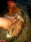 Commercial Chickens - Reddish-Brown Plumage - 5