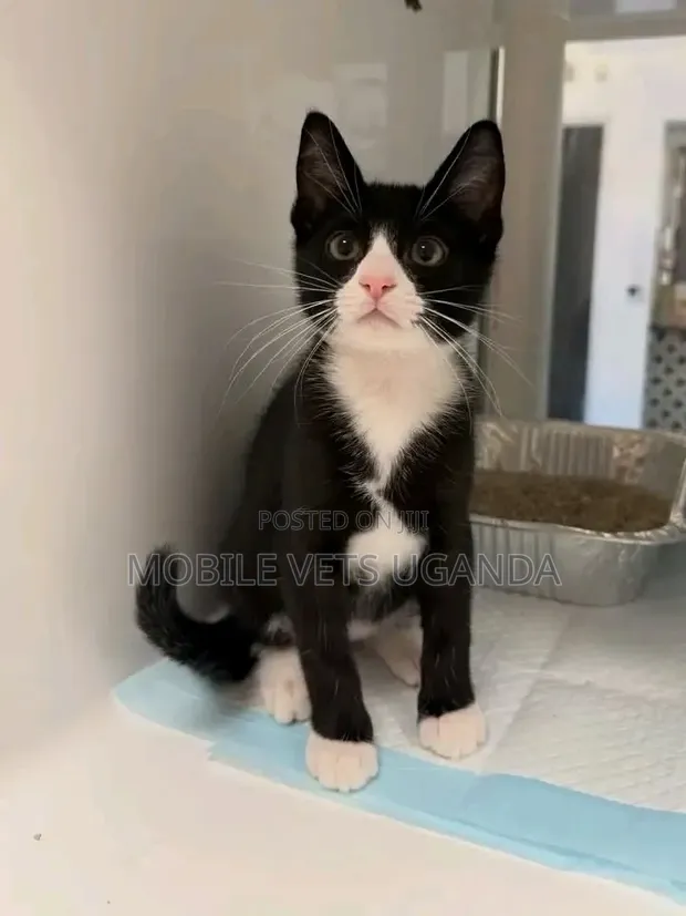 3-6 Month Male Purebred Balinese Kitten - 1