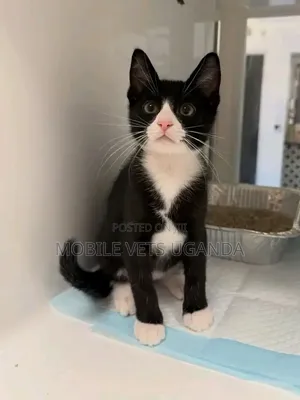 3-6 Month Male Purebred Balinese Kitten