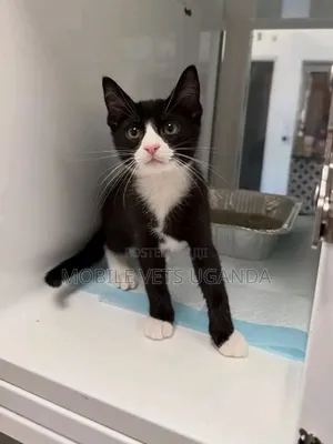 Female Purebred Exotic Kitten, 3-6 Months