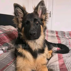 3-6 Month Female Purebred German Shepherd